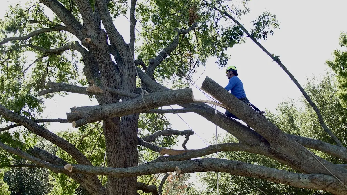 Professional Crown Thinning performed by certified arborists in Cathay