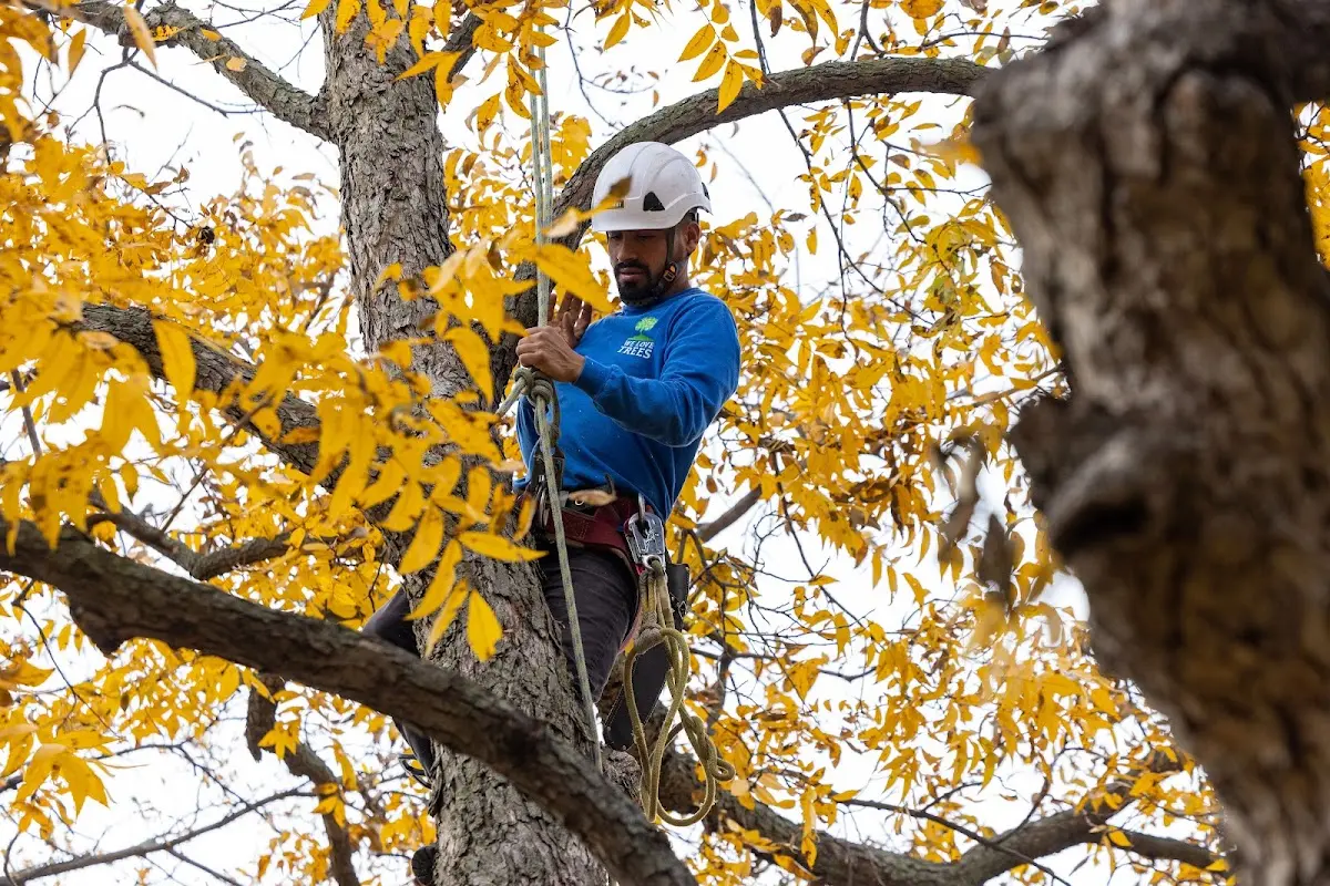 Skilled Tree Trimming crew working in Cathay